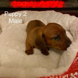 Dachshund Puppies from Bosley's Dachshunds