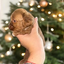 Finn - Buff and white male Cockapoo puppy in 77304, Texas from Little Valley Puppies