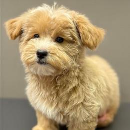 Easton - Tan male Yorkipoo puppy in Lebanon, Kentucky from Mosaic Merle Doodles