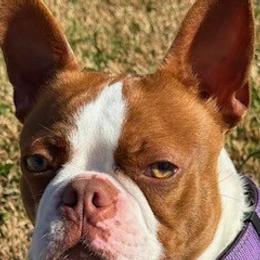 Zaylie - Boston Terrier