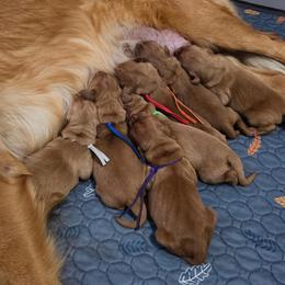 Boy4 - Dark golden male Golden Retriever puppy in North Ogden, Utah from PDA Goldens
