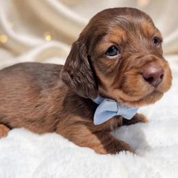 Cameron mom is a European third in group photo - Red male Dachshund puppy in Richmond, Virginia from Irresistible Dachshunds & Cavaliers