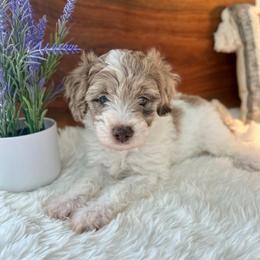 Prince Caspian - White and red merle male Bordoodle puppy in Valley Center, California from Circle R Valley Bordoodls
