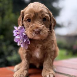 Lacey - Caramel red female Australian Labradoodle puppy in Citrus Heights, California from Elite Blend Labradoodles