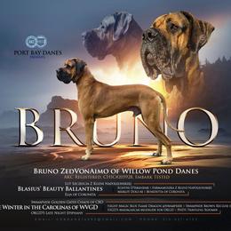 Bruno - Great Dane