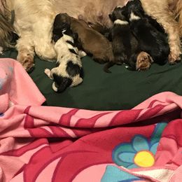 Shih Tzu puppies from Dream Pups