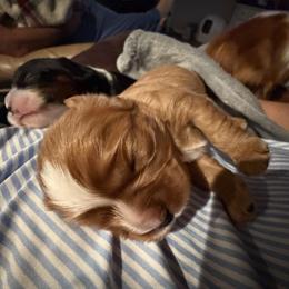 Cavalier King Charles Spaniel Puppies from 5dubs Cavaliers