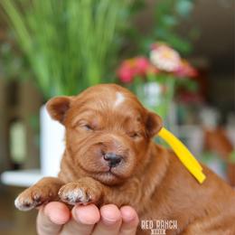 Jubilee - Red  female Goldendoodle puppy in Salado, Texas from Red Ranch Dogs