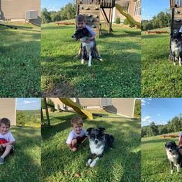 Australian Shepherds from Solis Performance Horses & Australian Shepherds