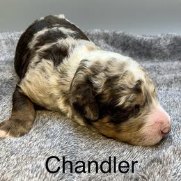 Chandler - Chocolate merle male Bernedoodle puppy in New Ringgold, Pennsylvania from Hawk Mountain Doodles