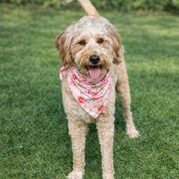 Tesi - Bernedoodle