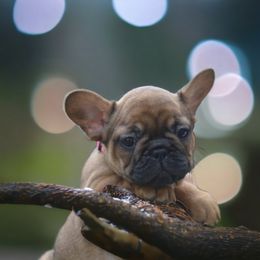 Carina - Fawn French Bulldog puppy in Germantown, Ohio from LaBelle Bulldogs