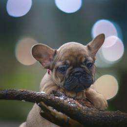 Carina - Fawn French Bulldog puppy in Germantown, Ohio from LaBelle Bulldogs