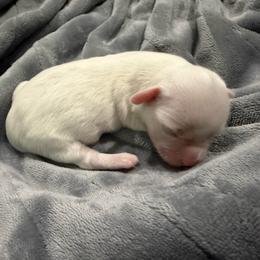 Passion - Cream female Havanese puppy in Cadwell, Georgia from Hashtag Havenese