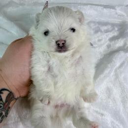 White girl - White female Pomeranian puppy in Youngstown, Ohio from Peachy Pomeranians
