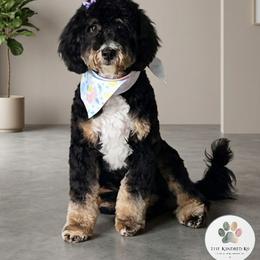 North - female Australian Mountain Doodle puppy in Grand Rapids, Michigan from The Kindred K9