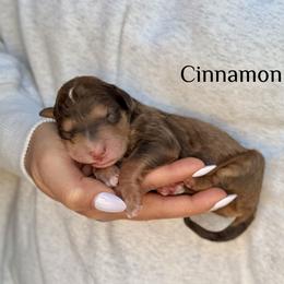 Cinnamon - Sable male Bernedoodle puppy in Pennsylvania from Bells Bernedoodles