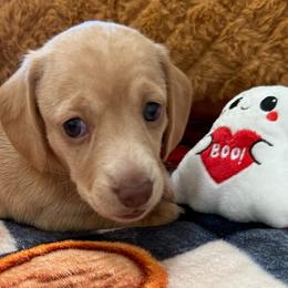 Roo - Cream female Dachshund puppy in Homedale, Idaho from Jeff & Joette