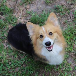 Lavender - Pembroke Welsh Corgi