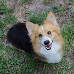 Lavender - Pembroke Welsh Corgi