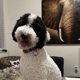 Poodle All Grown Up from Alexander’s Standard Poodles