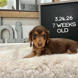 Brownie - Chocolate and tan male Dachshund puppy in Goodyear, Arizona from AZ Low Life Doxies