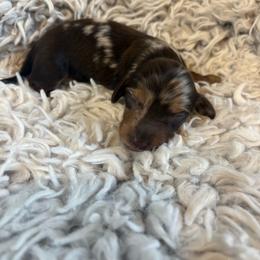 Boy 2 - Dapple male Dachshund puppy in Hindsville, Arkansas from Okie Dokie Doxie