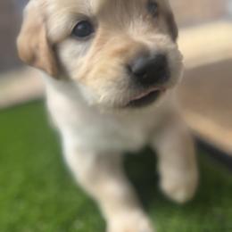 Boy 7 - Golden male Golden Retriever puppy in Tyler, Texas from Cedar Hollow Retrievers