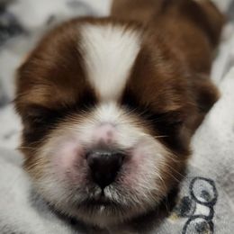 Bandit - Sable and white male Shih Tzu puppy in Wolcottville, Indiana from Ducky's Doodles