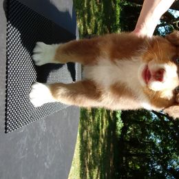 Australian Shepherd Puppies from Sakari Australian Shepherds