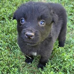 Jafar - Black & white male Australian Shepherd puppy in Harrah, Oklahoma from Whippoorwill Aussies of Oklahoma