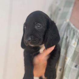 Philip - Black and white male Basset Hound puppy in Yarnell, Arizona from Boulder Oak Bassets