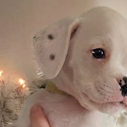 Girl 3(Trapper) - White Boxer puppy in Lafayette, Tennessee from Silver Rain