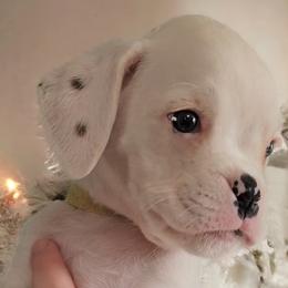 Girl 3(Trapper) - White Boxer puppy in Lafayette, Tennessee from Silver Rain