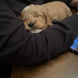 Assorted Doodle Crosses, Cavapoo, and Morkie Puppies from Kay’s Cutie Poos