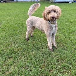 Conway - Brown and white male Aussiedoodle puppy in Jacksonville, Florida from Florida Dippin’ Dachshunds & Aussiedoodles