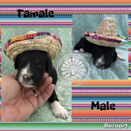 Tamale - Tri-color male Bernedoodle puppy in Godwin, North Carolina from Farm Sweet Farm Doodles