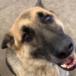 German Shepherds from SEAL K-9'S