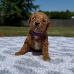 Purple collar - Red  female Poodle puppy in Huntsville, Alabama from Flint River Poodles