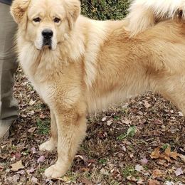 Tibetan Mastiffs from Mystical kennel