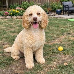 Honey - Goldendoodle