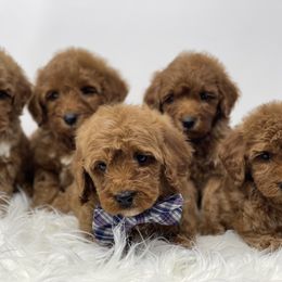 Bernedoodle, Bernese Mountain Dog, Goldendoodle, and Poodle Puppies from Montana’s Best Doodles