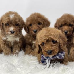 Bernedoodle, Bernese Mountain Dog, Goldendoodle, and Poodle Puppies from Montana’s Best Doodles