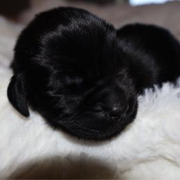 Boy 3 - Black male Newfoundland puppy in Tallahassee, Florida from Noble Newfoundlands