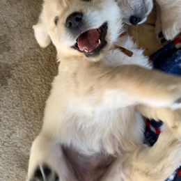 Golden Retriever Puppies from Kaczara Farm Goldens