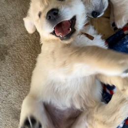 Golden Retriever Puppies from Kaczara Farm Goldens