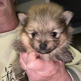 Major - Orange sable male Pomeranian puppy in Zavalla, Texas from Precious Puff Poms