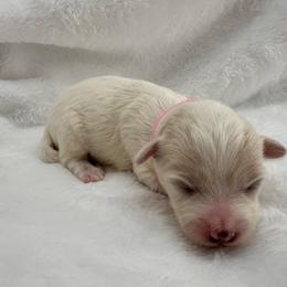 Pink - Apricot female Maltipoo puppy in Denair, California from 209PuppiesCaliforniaMaltipoo