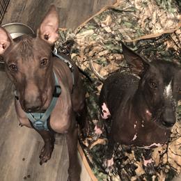 Xoloitzcuintli from Elegancia Vintage Xoloitzcuintle