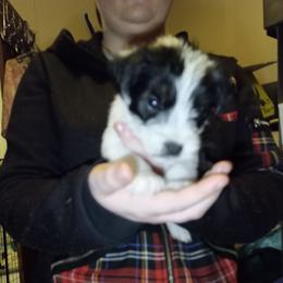 Red collar boy - Tri-colored male Parson Russell Terrier puppy in Branford, Florida from Loyalville